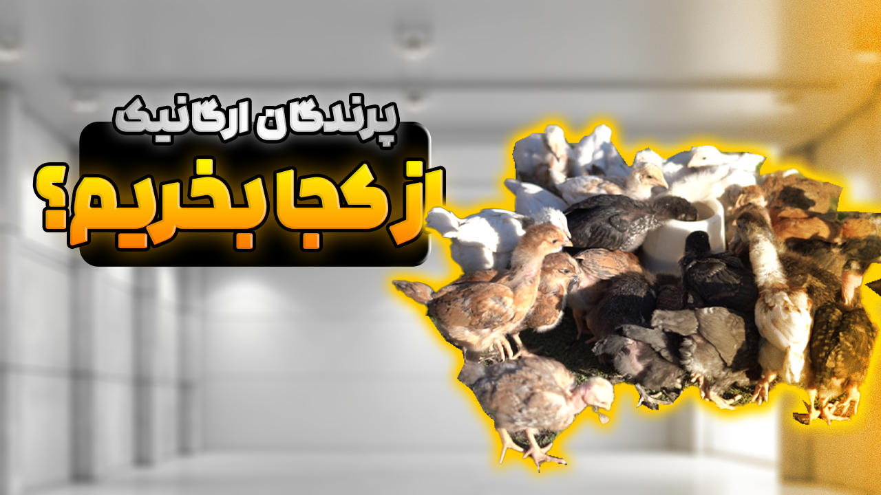 پرندگان ارگانیک از کجا بخریم؟ راهنمای انتخاب پرندگان باکیفیت و سالم