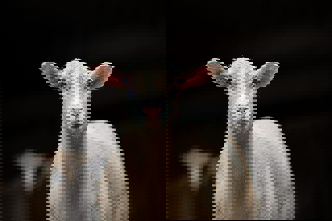 چگونه گزارش سلامت دام به اعتماد سرمایه‌گذاران کمک می‌کند