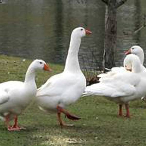 غاز 