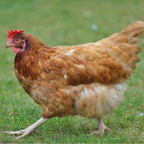 مرغ ارگانیک زنده   