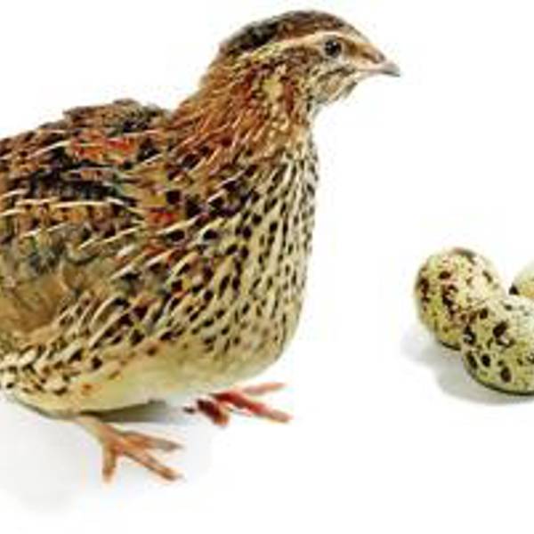 بلدرچین 